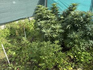 Policjanci zabezpieczyli około 3,5 kg suszu roślinnego